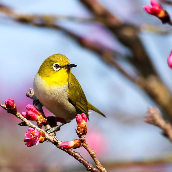 6 Rare British Garden Birds | Know About Small & Large Birds - Outdoor Optics