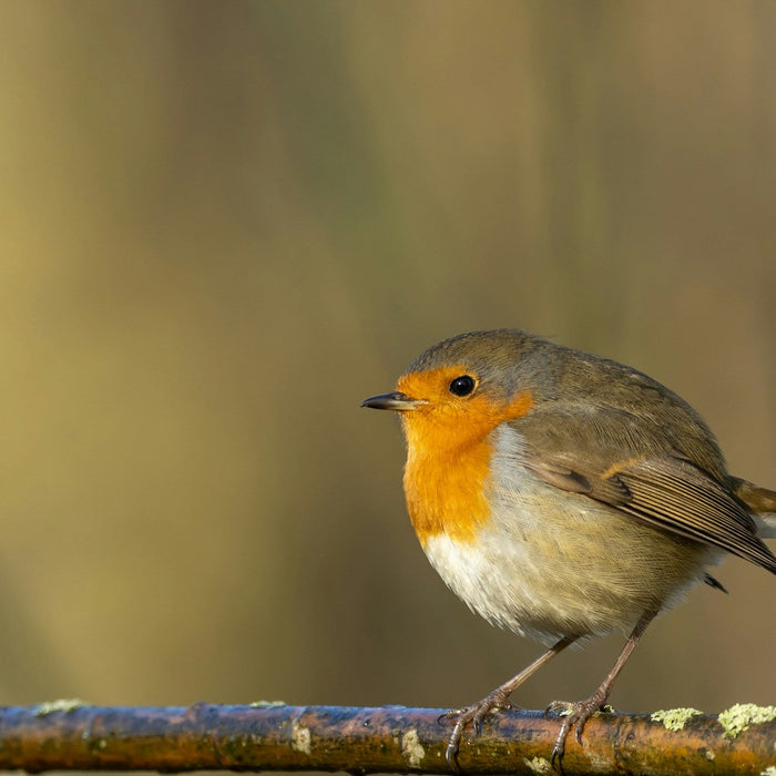 6 Tiny British Garden Birds | Create an Atmosphere to Attract Them - Outdoor Optics